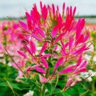 200 Seeds Cleome Cherry Queen Spider Plant Attracts Butterflies Vegetable Heirloom Easy to Grow
