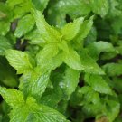800 Seeds Spearmint Herb Mentha spicata Non Gmo Easy to Grow