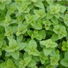 4000 Seeds Greek Oregano Winter Marjoram Non Gmo Easy to Grow
