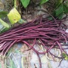 20 Seeds Purple-red Yard Long Non Gmo Easy to Grow