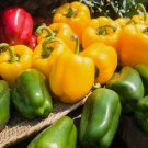 5 Seeds Assorted Bell Peppers Organic Non Gmo Easy to Grow