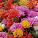 10000 Seeds Mixed Moss Rose Portulaca Grandiflora Mix Flowers Organic Non Gmo Easy to Grow