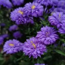 500 Seeds New England Aster Purple Organic Non Gmo Easy to Grow