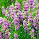 1000 Seeds Monarda Citriodora Lemon Mint Organic Non Gmo Easy to Grow