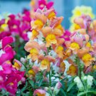 300 Seeds Snapdragon Northern Lights Mix Organic Non Gmo Easy to Grow