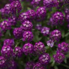 500 Seeds Alyssum Oriental Nights Dark Purple Organic Non Gmo Easy to Grow