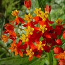 75 Seeds Blood Flower Milkweed Butterfly Weed Organic Non Gmo Easy to Grow