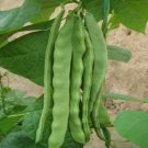 30 Seeds Qing Bian Romano Bean Organic Non Gmo Easy to Grow