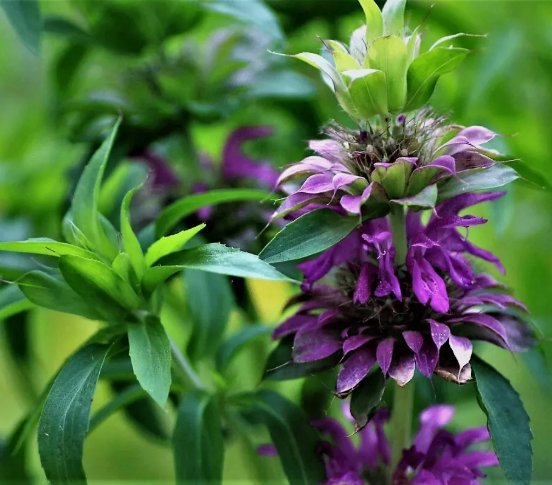 100 Seeds Purple Lemon Mint Bee Balm Monarda Citriodora Organic Non Gmo Easy to Grow