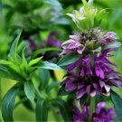 100 Seeds Purple Lemon Mint Bee Balm Monarda Citriodora Organic Non Gmo Easy to Grow