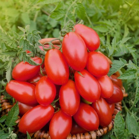 5 Seeds Roma Tomatoes Organic Non Gmo Heirloom  Easy to Grow