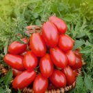 5 Seeds Roma Tomatoes Organic Non Gmo Heirloom  Easy to Grow