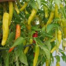 25 Seeds Sweet Hungarian Pepper Organic Non Gmo Easy to Grow