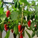 25 Seeds Mild Tam Jalapeno Pepper Organic Non Gmo Easy to Grow