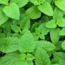 1000 Seeds Lemon Balm Perennial Herb Organic Non Gmo Easy to Grow