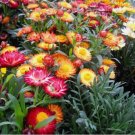 20 Seeds Strawflower Straw Fresh Flower Organic Non Gmo Easy to Grow