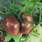 50 Seeds Black Krim Tomato Rare Heirloom Organic Non Gmo Easy to Grow