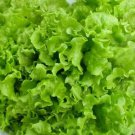1000 Seeds Salad Bowl Lettuce Organic Non Gmo Easy to Grow