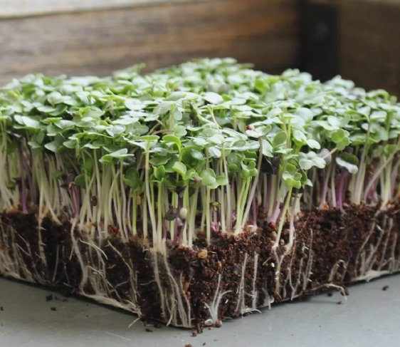 100 Seeds Basic Salad Mix Microgreen Organic Non Gmo Easy to Grow