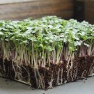 100 Seeds Basic Salad Mix Microgreen Organic Non Gmo Easy to Grow