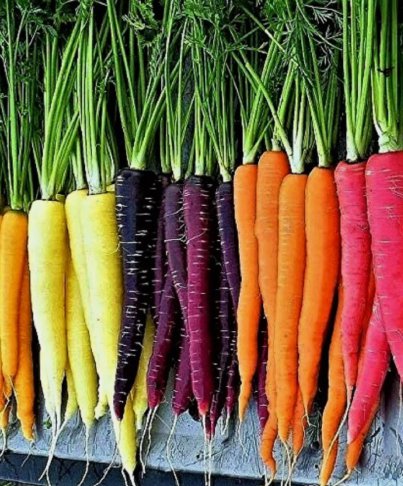 200 Seeds Rainbow Carrot Blend Mix Heirloom Organic Non Gmo Easy to Grow