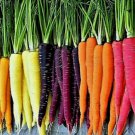 200 Seeds Rainbow Carrot Blend Mix Heirloom Organic Non Gmo Easy to Grow
