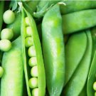 50 Seeds Lincoln Pea Heirloom Organic Non Gmo Easy to Grow
