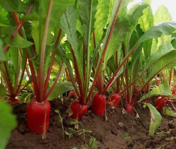 500 Seeds China Rose Radish Red Daikon Winter Organic Non Gmo Easy to Grow