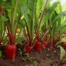 500 Seeds China Rose Radish Red Daikon Winter Organic Non Gmo Easy to Grow