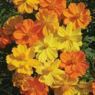 50 Seeds Bright Lights Cosmos Organic Non Gmo Easy to Grow