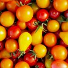 50 Seeds Rainbow Cherry Tomato Mix Organic Non Gmo Easy to Grow