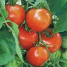 50 Seeds Early Girl Tomato Heirloom Tomatoes Juicy Organic Non Gmo Easy to Grow