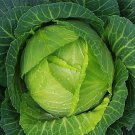 50 Seeds Copenhagen Cabbage Organic Non Gmo Easy to Grow