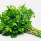 100 Seeds Evergreen Parsley Heirloom Organic Non Gmo Easy to Grow