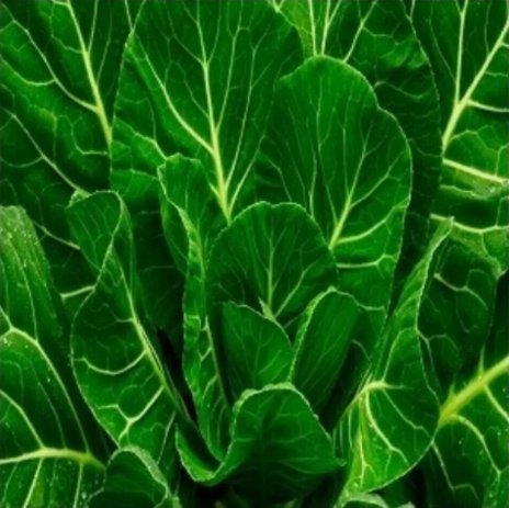 50 Seeds Morris Heading Collard Heirloom Organic Non Gmo Easy to Grow