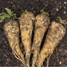 100 Seeds Hollow Crown Parsnip Heirloom Organic Non Gmo Easy to Grow