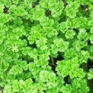 100 Seeds Triple Curled Parsley Heirloom Organic Non Gmo Easy to Grow