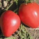 30 Seeds Pink Oxheart Tomato Tomato Organic Non Gmo Easy to Grow