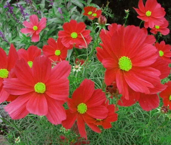 100 Seeds Cosmos Dazzler Red Flower Organic Non Gmo Easy to Grow