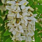 50 Seeds Black Locust Robinia Pseudoacacia Organic Non Gmo Easy to Grow