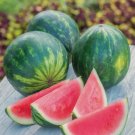 50 Seeds Piccolo Hybrid (Seedless) Watermelon Organic Non Gmo Easy to Grow
