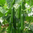50 Seeds Scarborough Persian Lebanese Cucumber Beit Alpha Organic Non Gmo Easy to Grow