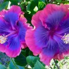 20 Seeds Pink Purple Blue Hibiscus Seeds Flower Organic Non Gmo Easy to Grow