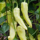 60 Seeds Sweet Banana Pepper Heirloom Organic Non Gmo Easy to Grow