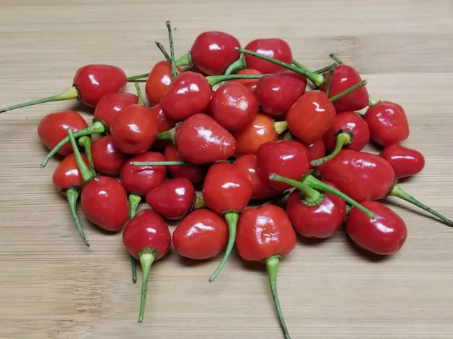 25 Seeds Guyana Wiri Wiri Pepper Pepper Heirloom Organic Non Gmo Easy to Grow
