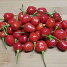 25 Seeds Guyana Wiri Wiri Pepper Pepper Heirloom Organic Non Gmo Easy to Grow