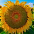 10 Seeds Mongolian Giant Sunflower Heirloom Organic Non Gmo Easy to Grow