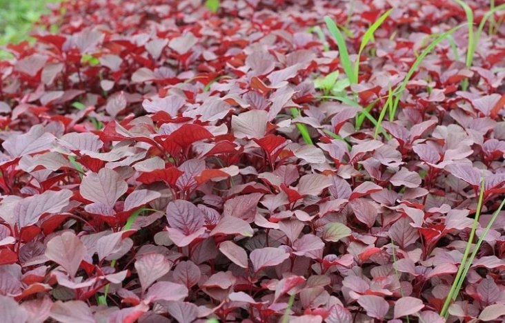 2000 Seeds Red Spinach/ Red Amaranth&Acirc;&nbsp;Organic Non Gmo Easy to Grow