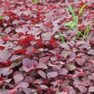 2000 Seeds Red Spinach/ Red Amaranth Organic Non Gmo Easy to Grow