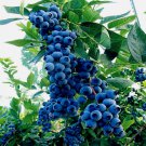50 Seeds Blueberry Tree New Jersey Southern Highbush Organic Non Gmo Easy to Grow